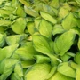 Kép 2/2 - Hosta 'Gold Standard' / Árnyékliliom