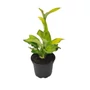 Kép 1/2 - Hosta 'Gold Standard' / Árnyékliliom