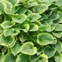 Kép 2/2 - Hosta 'Golden Tiara' / Árnyékliliom