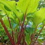 Kép 2/2 - Hosta  'Goosberry Sundae' / Árnyékliliom
