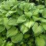 Kép 2/2 - Hosta plantaginea 'Guacamole' / Árnyékliliom