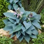 Kép 2/2 - Hosta 'Halcyon' / Árnyékliliom