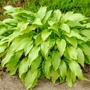 Kép 2/3 - Hosta 'Honeybells' / Árnyékliliom