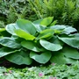 Kép 2/2 - Hosta  'Jurassic Park' / Árnyékliliom