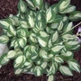 Kép 2/2 - Hosta 'Pandora's Box' / Árnyékliliom