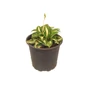 Kép 1/2 - Hosta 'Pandora's Box' / Árnyékliliom