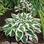 Kép 2/2 - Hosta 'Patriot' / Árnyékliliom