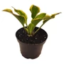 Kép 2/2 - Hosta 'Queen Josephine' / Árnyékliliom