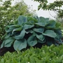 Kép 2/2 - Hosta sieboldiana 'Big Daddy' / Árnyékliliom