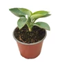 Kép 1/2 - Hosta sieboldiana 'Big Daddy' / Árnyékliliom