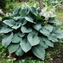 Kép 2/2 - Hosta sieboldiana 'Elegans' / Árnyékliliom
