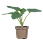 Kép 1/2 - Hosta sieboldiana 'Elegans' / Árnyékliliom