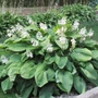 Kép 2/2 - Hosta  'T-Rex' / Árnyékliliom