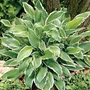 Kép 2/2 - Hosta undulata  'Albomarginata' / Árnyékliliom