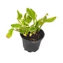 Kép 1/2 - Hosta undulata  'Albomarginata' / Árnyékliliom