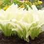 Kép 2/2 - Hosta  'White Feather' / Árnyékliliom