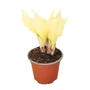 Kép 1/2 - Hosta  'White Feather' / Árnyékliliom