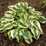 Kép 2/2 - Hosta 'Wide Brim' / Árnyékliliom