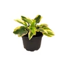 Kép 1/2 - Hosta 'Wide Brim' / Árnyékliliom