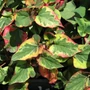 Kép 2/2 - Houttuynia cordata 'Chameleon' / Kaméleonlevél