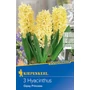 Kép 1/2 - Hyacinthus 'Gypsy Prinzess' / 'Gypsy Prinzess' jácint virághagyma