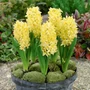 Kép 2/2 - Hyacinthus 'Gypsy Prinzess' / 'Gypsy Prinzess' jácint virághagyma
