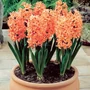 Kép 2/2 - Hyacinthus 'Gypsy Queen' / 'Gypsy Queen' jácint virághagyma