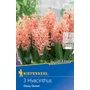 Kép 1/2 - Hyacinthus 'Gypsy Queen' / 'Gypsy Queen' jácint virághagyma