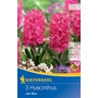 Kép 1/2 - Hyacinthus 'Jan Bos' / 'Jan Bos' jácint virághagyma