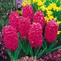 Kép 2/2 - Hyacinthus 'Jan Bos' / 'Jan Bos' jácint virághagyma