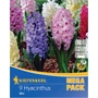 Kép 1/2 - Hyacinthus 'Mega Pack' / Jácint mix vegyes virágszínű virághagyma