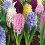 Kép 2/2 - Hyacinthus 'Mega Pack' / Jácint mix vegyes virágszínű virághagyma