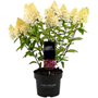 Kép 1/2 - Hydrangea paniculata 'Pink Lady' / Bugás hortenzia
