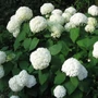 Kép 2/2 - Hydrangea arborescens 'Annabelle' / Cserjés hortenzia