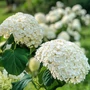 Kép 2/2 - Hydrangea arborescens 'Annabelle' / Fehér virágú cserjés hortenzia
