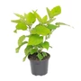 Kép 1/2 - Hydrangea arborescens 'Annabelle' / Cserjés hortenzia