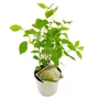 Kép 1/2 - Hydrangea arborescens 'Annabelle' / Fehér virágú cserjés hortenzia