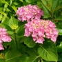 Kép 2/2 - Hydrangea macrophylla / Kerti hortenzia