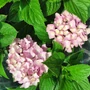 Kép 2/2 - Hydrangea macrophylla 'Alberta' / Kerti hortenzia