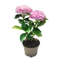 Kép 1/2 - Hydrangea macrophylla 'Alberta' / Kerti hortenzia