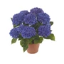 Kép 1/2 - Hydrangea macrophylla 'Anda' / Kék virágú kerti hortenzia