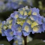 Kép 2/2 - Hydrangea macrophylla 'Bela' / Kék virágú kerti hortenzia
