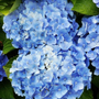 Kép 2/2 - Hydrangea macrophylla 'Bluer Zwerg' / Kék virágú hortenzia