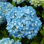 Kép 2/2 - Hydrangea macrophylla 'Cameroun' / Kék virágú kerti hortenzia