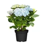 Kép 1/2 - Hydrangea macrophylla 'Cameroun' / Kék virágú kerti hortenzia