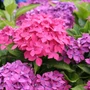 Kép 2/2 - Hydrangea macrophylla 'Hornli' / Rózsaszín virágú kerti hortenzia