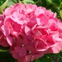 Kép 2/2 - Hydrangea macrophylla 'King George V' / Rózsaszín virágú kerti hortenzia