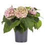 Kép 2/2 - Hydrangea macrophylla / Kerti hortenzia