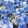 Kép 2/2 - Hydrangea macrophylla 'Zorro Blue' / Kék virágú kerti hortenzia