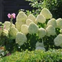 Kép 1/2 - Hydrangea paniculata 'Hercules' / Bugás hortenzia